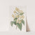 Orange-coloured Cestrum by Sydenham Edwards