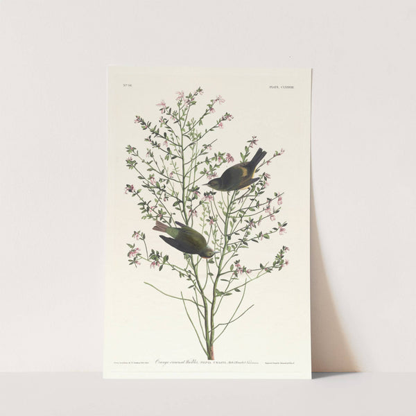 Orange-crowned warbler by John James Audubon