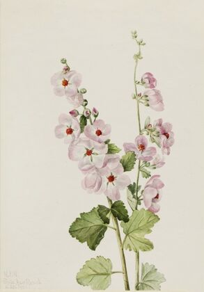 Giant Trillium (Trillium chloropetalum) (1921)