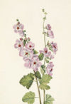 Orange-eye Globemallow. Sphaeralcea davidsonii (1925)