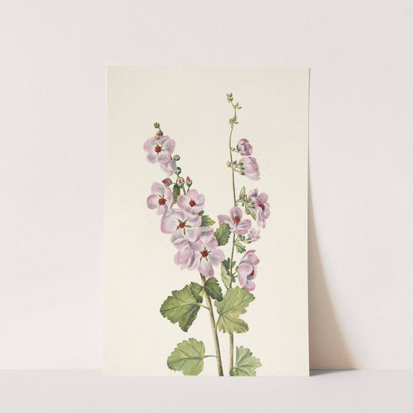 Orange-eye Globemallow. Sphaeralcea davidsonii (1925) by Mary Vaux Walcott