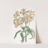 Orange-flowered Alstraemeria by Sydenham Edwards