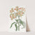 Orange-flowered Alstraemeria by Sydenham Edwards
