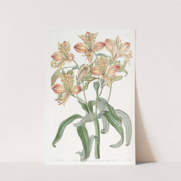Orange-flowered Alstraemeria by Sydenham Edwards