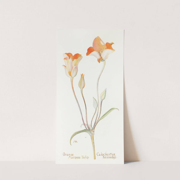 Orange Mariposa Tulip (1915) by Margaret Armstrong