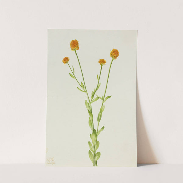 Orange Polygala (Polygala lutea) (1926) by Mary Vaux Walcott