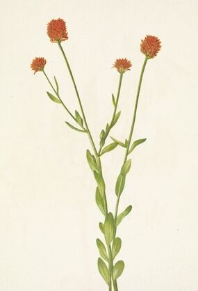 Orange Polygala. Polygala lutea (1925)