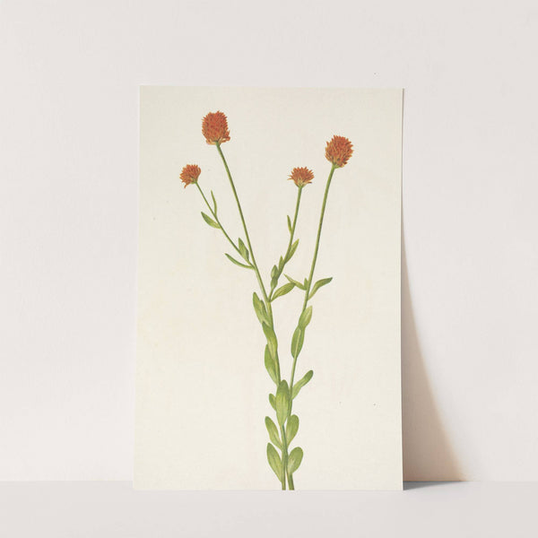 Orange Polygala. Polygala lutea (1925) by Mary Vaux Walcott