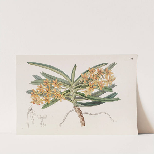 Orange-red Saccolabe by Sydenham Edwards