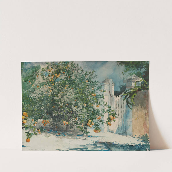 Orange Trees And Gate by Winslow Homer