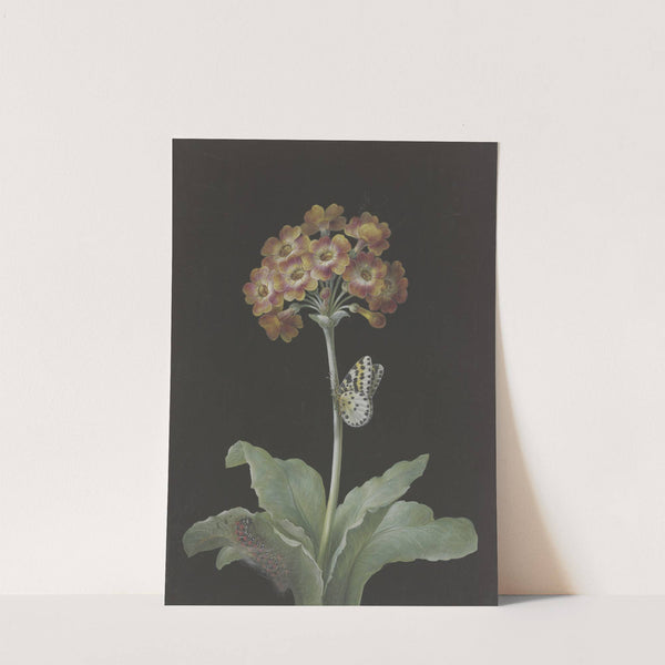 Orangerote Aurikel (Primula auricula) mit Stachelbeer-Harlekin und sich einspinnender Raupe by Barbara Regina Dietzsch