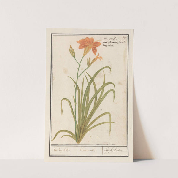Oranje daglelie (Hemerocallis) Dag lelie. hemerocallis. Leys hephemere (1596-1610) by Anselmus Boëtius de Boodt