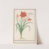 Oranje daglelie (Hemerocallis) Dag lelie. hemerocallis liriosphodelus phoeniceus. Leys hephemere (1596-1610) by Anselmus Boëtius de Boodt