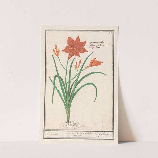 Oranje daglelie (Hemerocallis) Dag lelie. hemerocallis liriosphodelus phoeniceus. Leys hephemere (1596-1610) by Anselmus Boëtius de Boodt