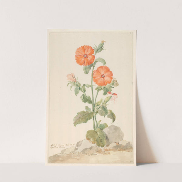 Oranje koekoeksbloem in landschap (c. 1790) by Aert Schouman