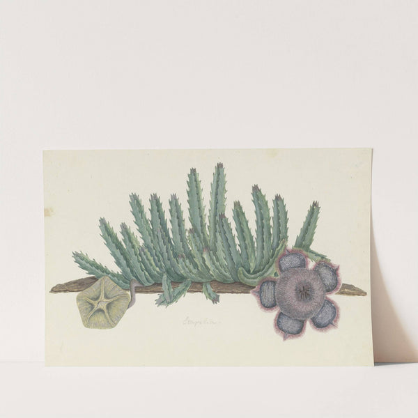 Orbea verrucosa (Masson) L.C. Leach.(SHirsute stapelia) by Robert Jacob Gordon