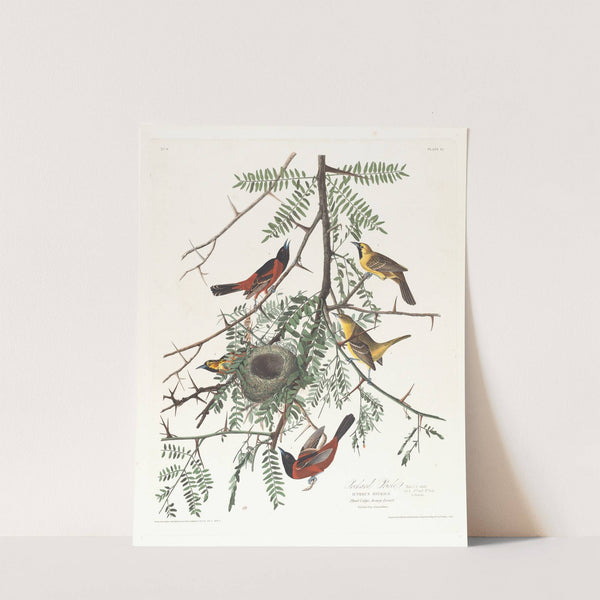 Orchard oriole by John James Audubon