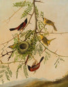 Orchard Oriole (1830)