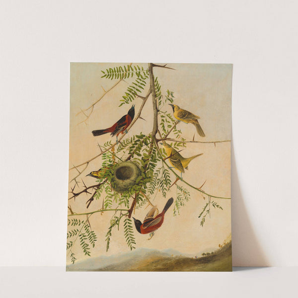 Orchard Oriole (1830) by Joseph Bartholomew Kidd