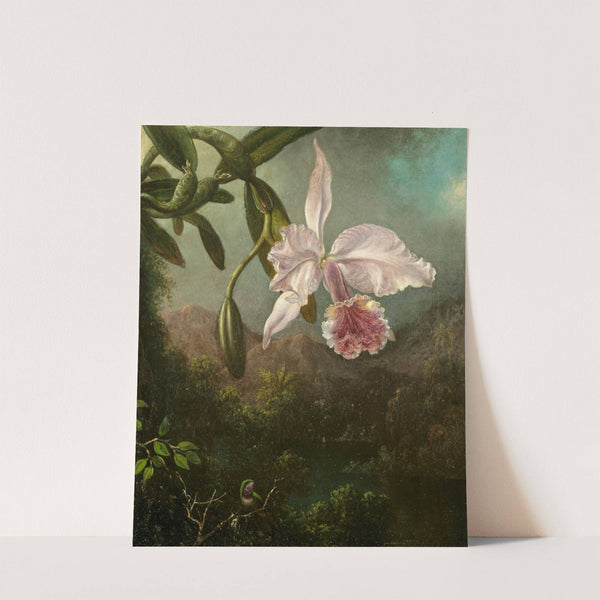 Orchid Blossoms (1873) by Martin Johnson Heade