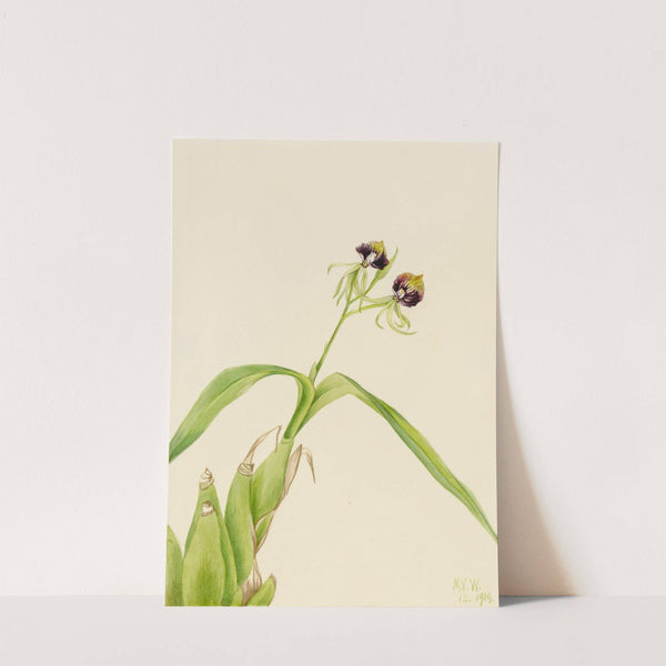 Orchid (Epidendrum cochleatum) (1919) by Mary Vaux Walcott