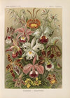 Orchideae. – Denusblumen