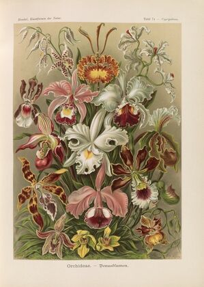 Orchideae. – Denusblumen