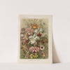 Orchideae. - Denusblumen by Ernst Haeckel