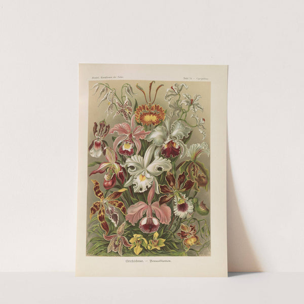 Orchideae. - Denusblumen by Ernst Haeckel