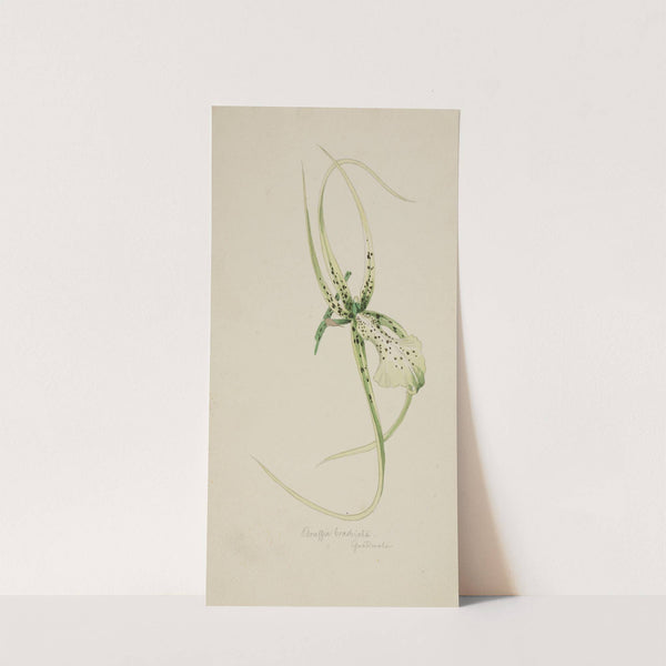 Orchidee ‘Brassia Brachiata’ (Guatemala) (ca 1860) by Adolf Schrödter