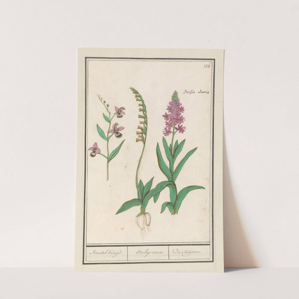 Orchidee (Orchidaceae) Standel Kruijd. Orchys variae. Du Satijrion. (1596-1610) by Anselmus Boëtius de Boodt