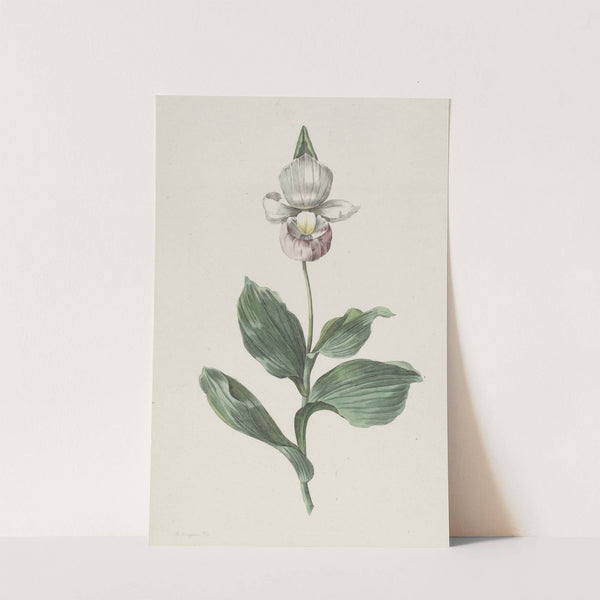 Orchidee Vrouwenschoentje (Cypripedium reginae Walter) (1793) by Hendrik Schwegman