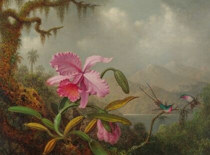 Orchids And Hummingbirds