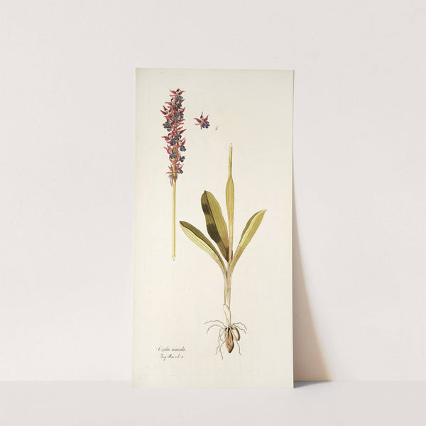 Orchis mascula by Nikolaus Joseph Freiherr von Jacquin