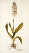 Orchis moravica