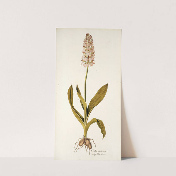 Orchis moravica by Nikolaus Joseph Freiherr von Jacquin