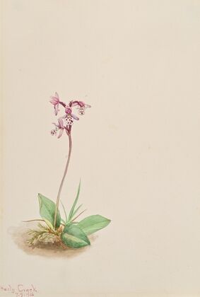 Purple Saxifrage (Saxifrage oppositifolia) (1907)