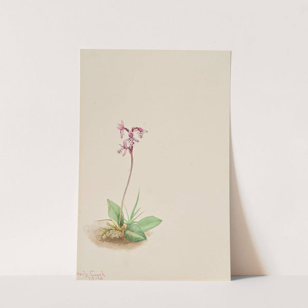 Orchis (Orchis rotundifolia) (1916) by Mary Vaux Walcott