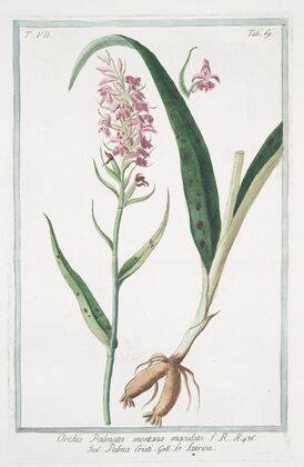 Orchis Palmata montana maculata – Palma Cristi – Le Satirion. (early purple orchis)