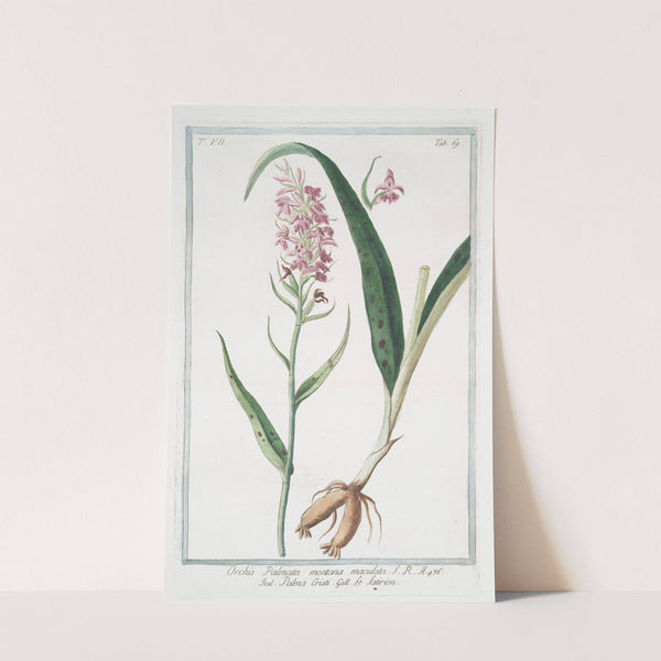 Orchis Palmata montana maculata - Palma Cristi - Le Satirion. (early purple orchis) by Giorgio Bonelli