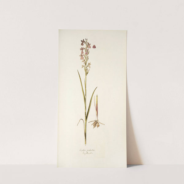 Orchis palustris by Nikolaus Joseph Freiherr von Jacquin
