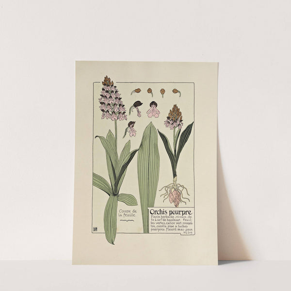 Orchis pourpre by Maurice Pillard Verneuil