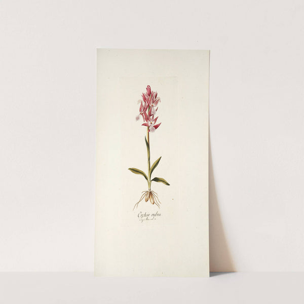 Orchis rubra by Nikolaus Joseph Freiherr von Jacquin