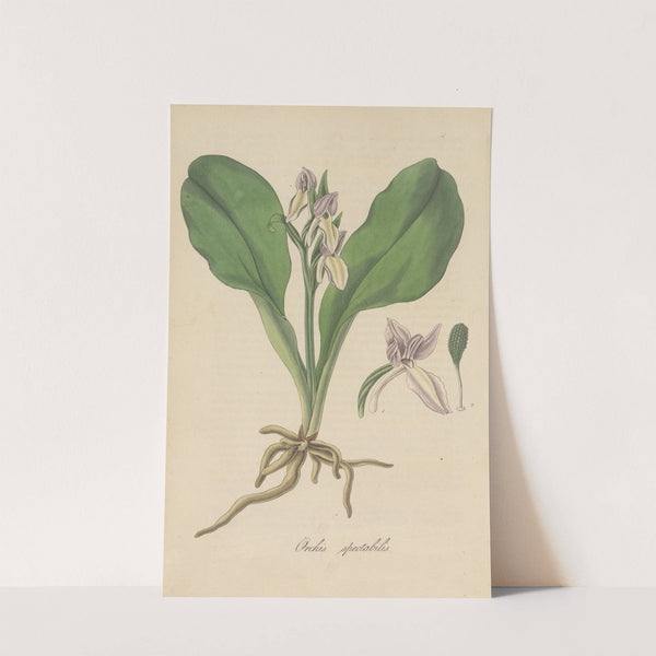 Orchis spectabilis by William Jackson Hooker