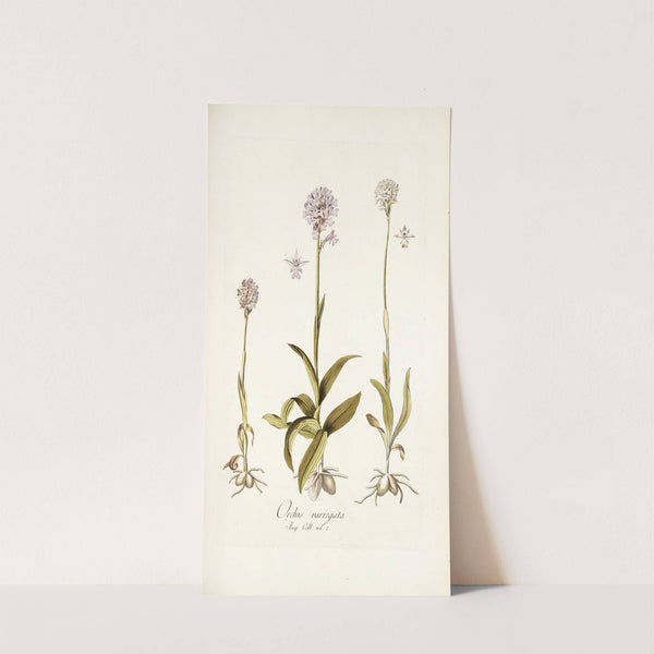 Orchis variegata by Nikolaus Joseph Freiherr von Jacquin