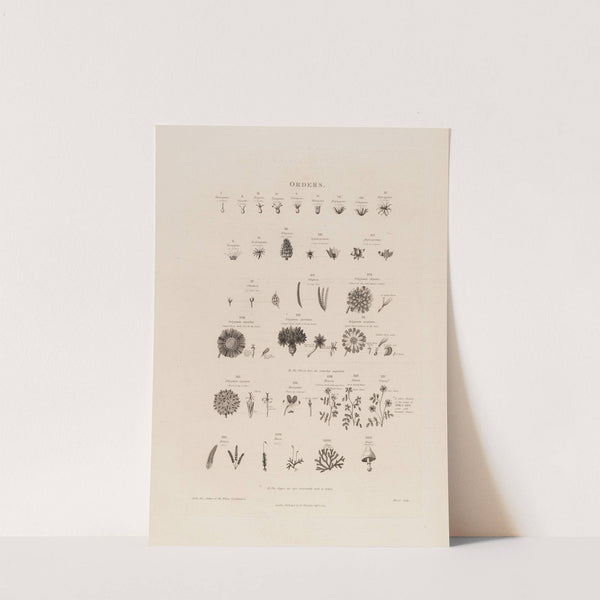 Orders (1799–1810) by Robert John Thornton