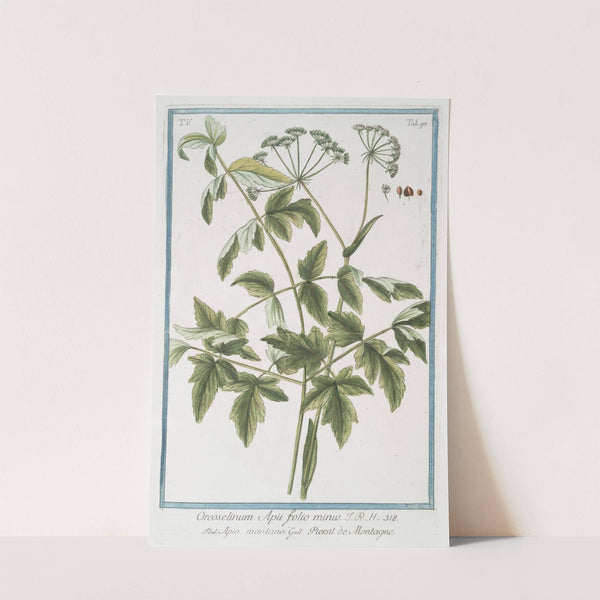 Oreoselirum Apii folio minus - Apio montamo - Persil de Montagne. (Montain parsley) by Giorgio Bonelli