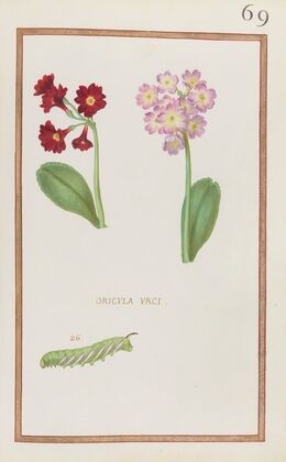 Oricula urci (1624)