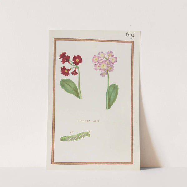 Oricula urci (1624) by Daniel Rabel