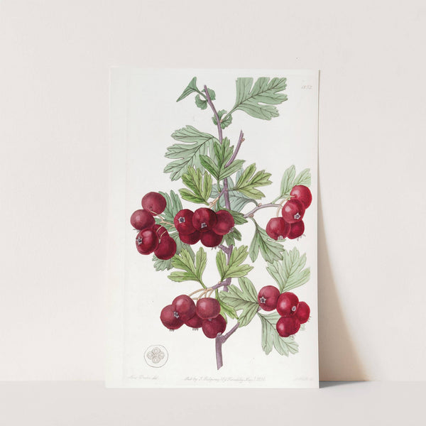 Oriental Hawthorn by Sydenham Edwards